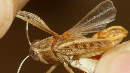 Calliptamus siciliae